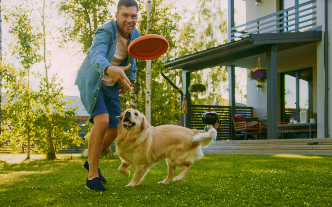 Creating a Canine Haven: Tips and Ideas for a Dog-Friendly Home